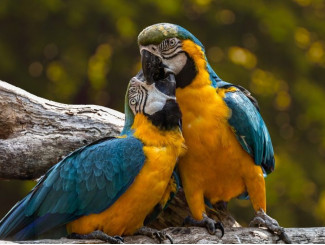 ZORG VOOR UW VOGELS MET DE AANKOMST VAN DE LENTE